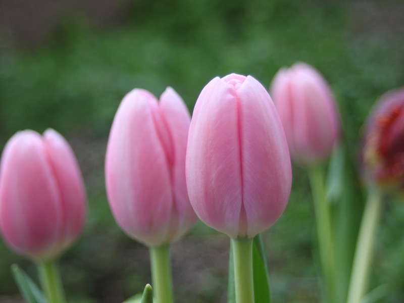 ピンクのチューリップ4