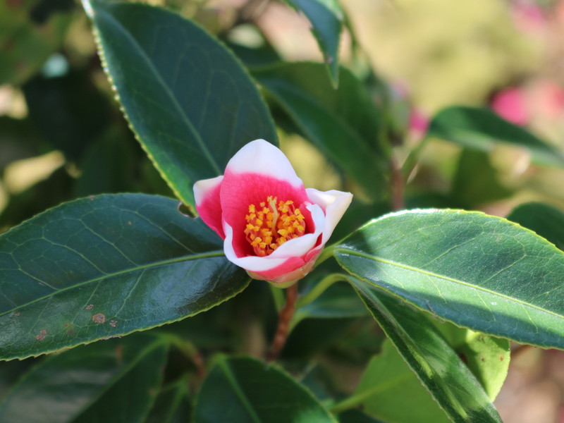 ピンクのツバキ3