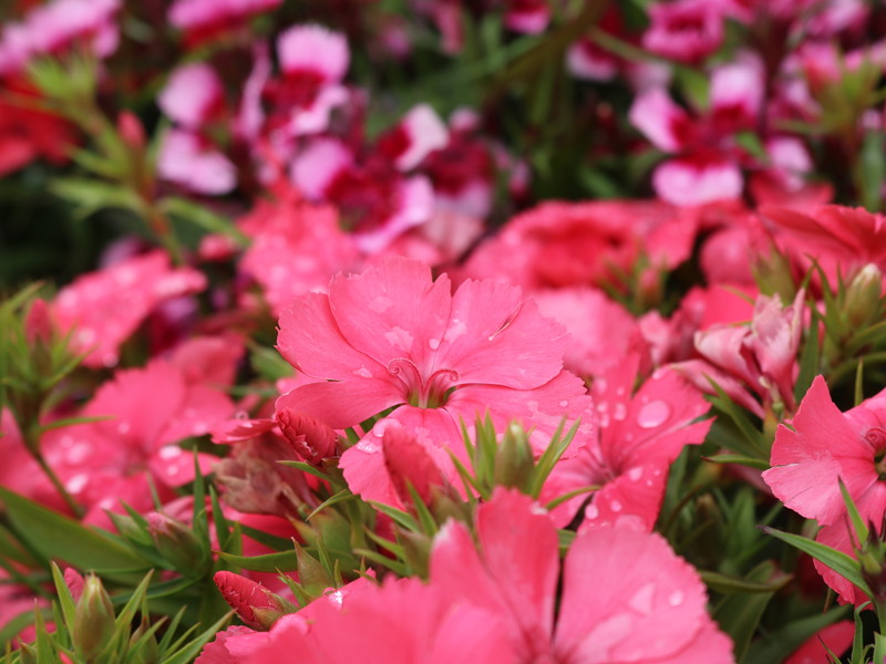 ピンクのナデシコ3