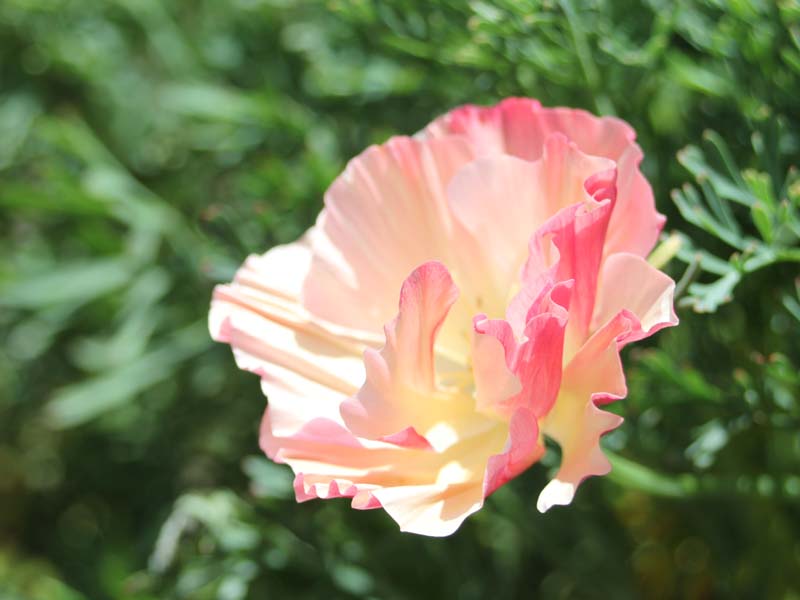 ピンクのハナビシソウ