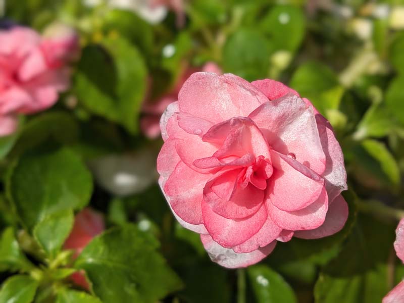 ピンクのバラ咲きインパチェンス