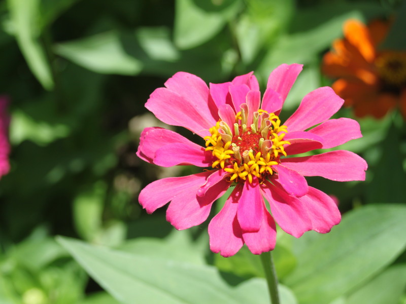 ピンクのヒャクニチソウ4