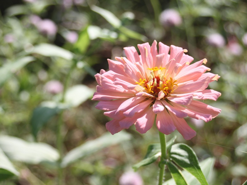 ピンクのヒャクニチソウ5