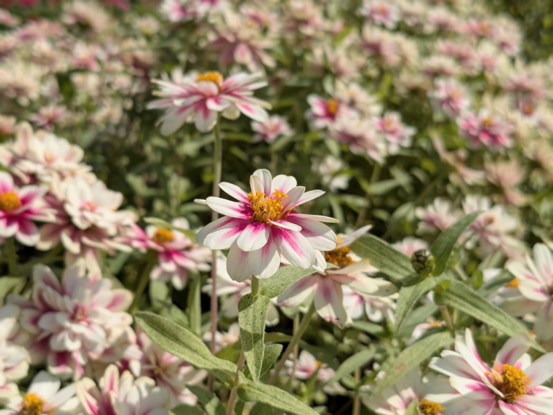 ピンクのヒャクニチソウ6