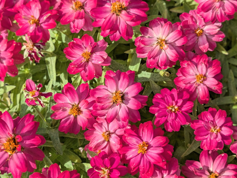 ピンクのヒャクニチソウ7