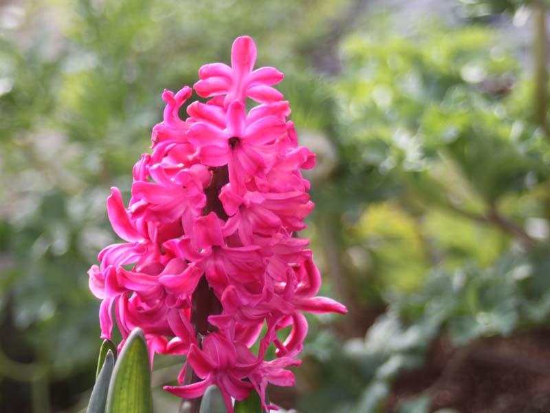 ピンクのヒヤシンス2