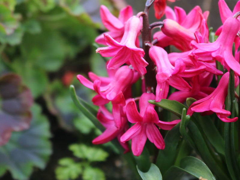 ピンクのヒヤシンス3