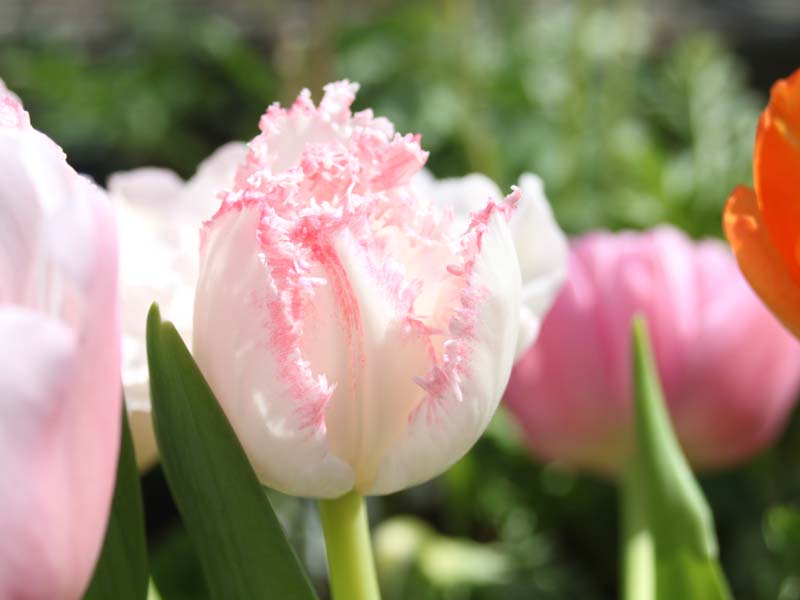 ピンクのフリンジ咲きチューリップ