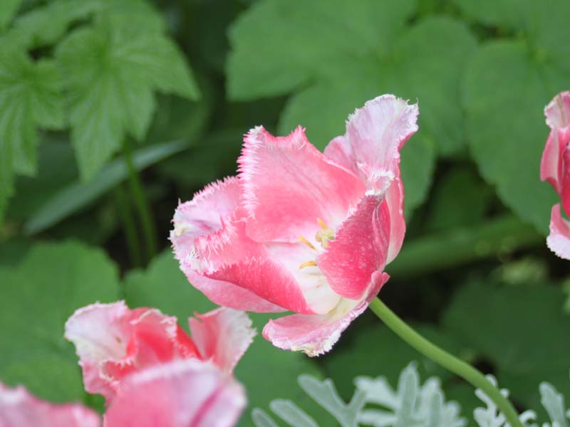 ピンクのフリンジ咲きチューリップ2