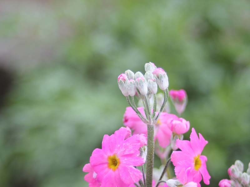 ピンクのプリムラの蕾