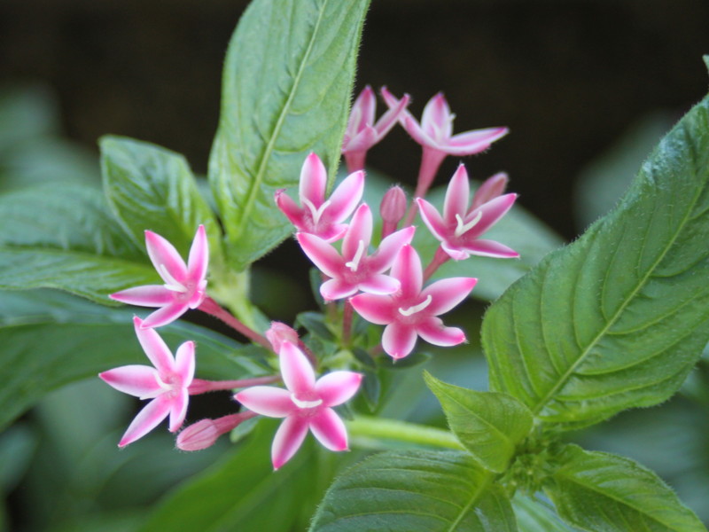 ピンクのペンタス3