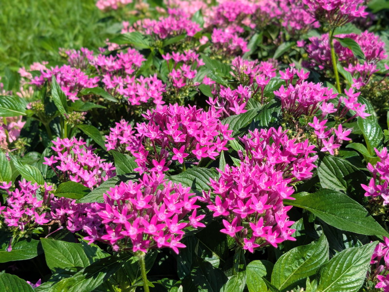 ピンクのペンタス4