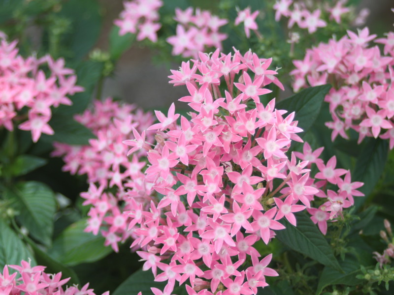 ピンクのペンタス5