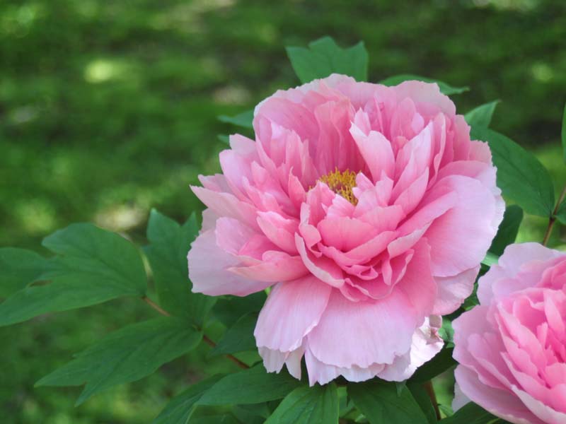 ピンクのボタン2