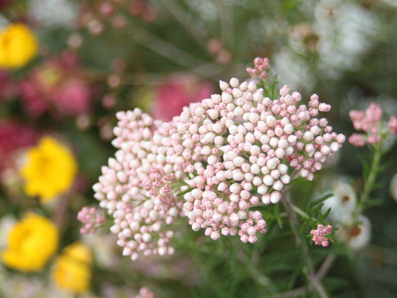 ピンクのライスフラワー