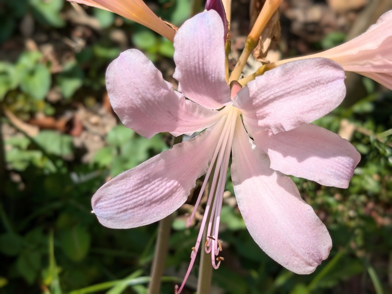 ピンクのリコリス