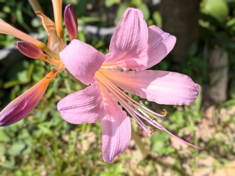 ピンクのリコリス2