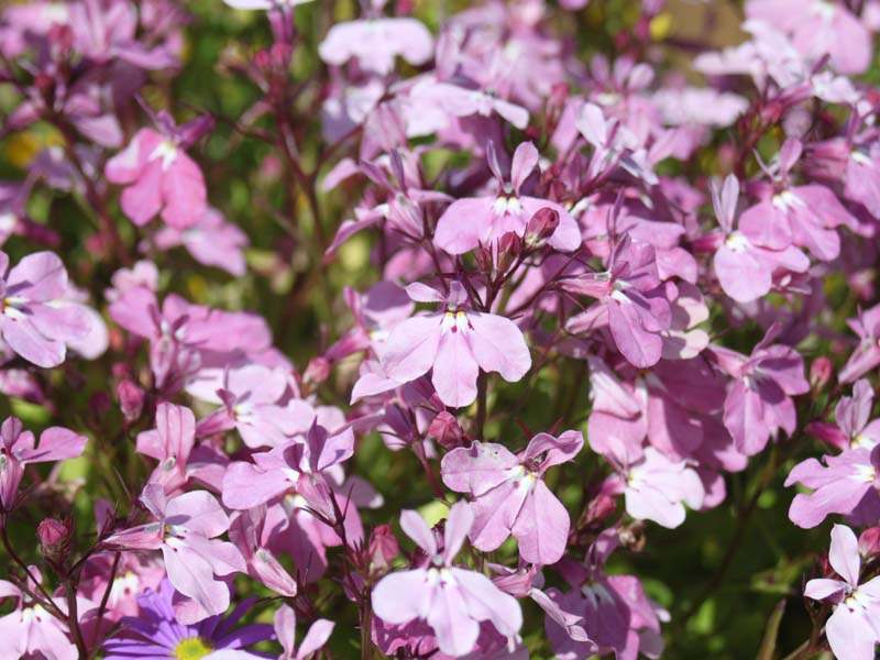 ピンクのロベリア