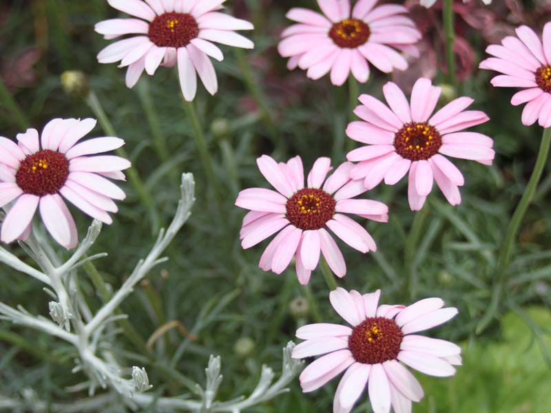 ピンクのローダンセマム