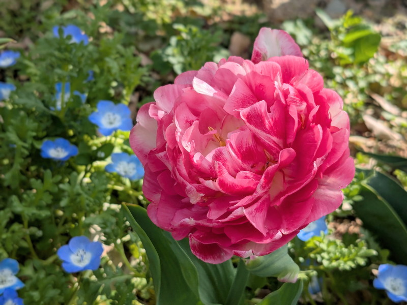 ピンクの八重咲きチューリップ