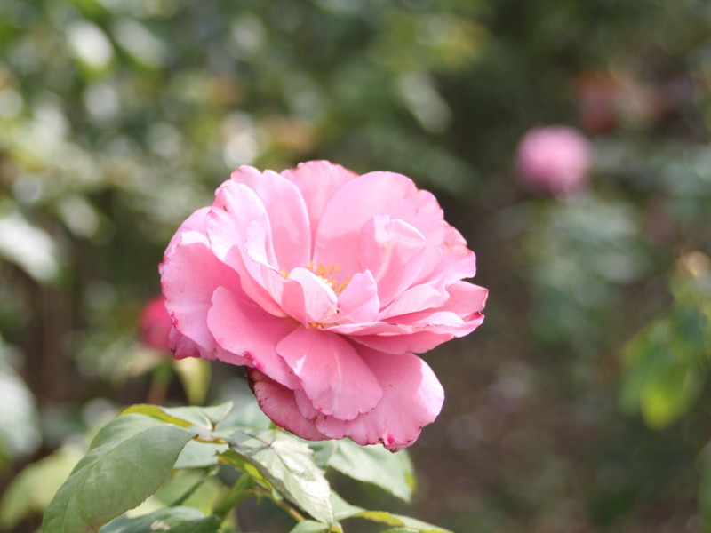 ピンクの秋バラ2