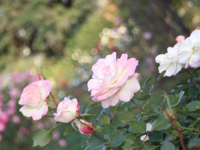 ピンクの秋バラが咲くバラ園