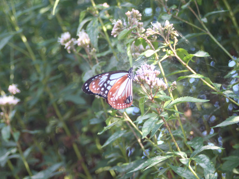 フジバカマとアサギマダラ
