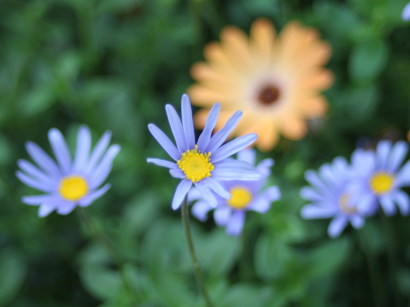 ブルーデイジー2