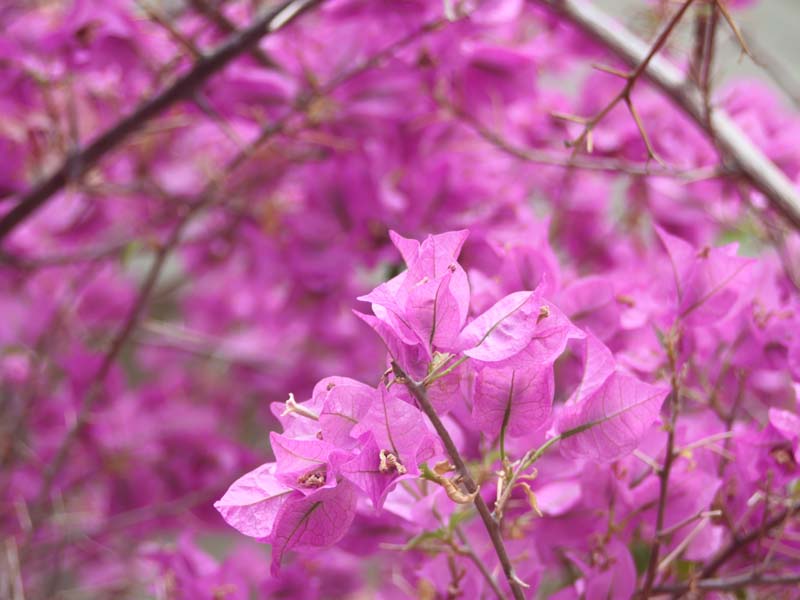 ブーゲンビリア2