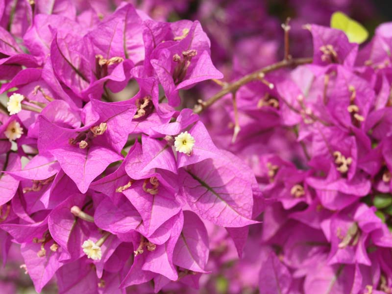 ブーゲンビリア3