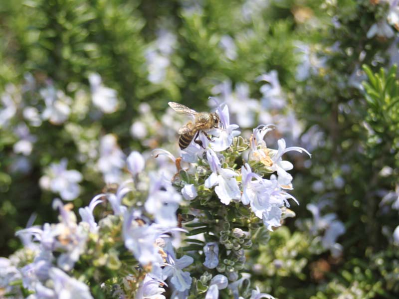 ミツバチとローズマリー