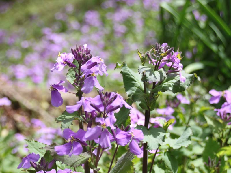 ムラサキハナナ3