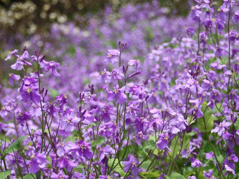 ムラサキハナナ4