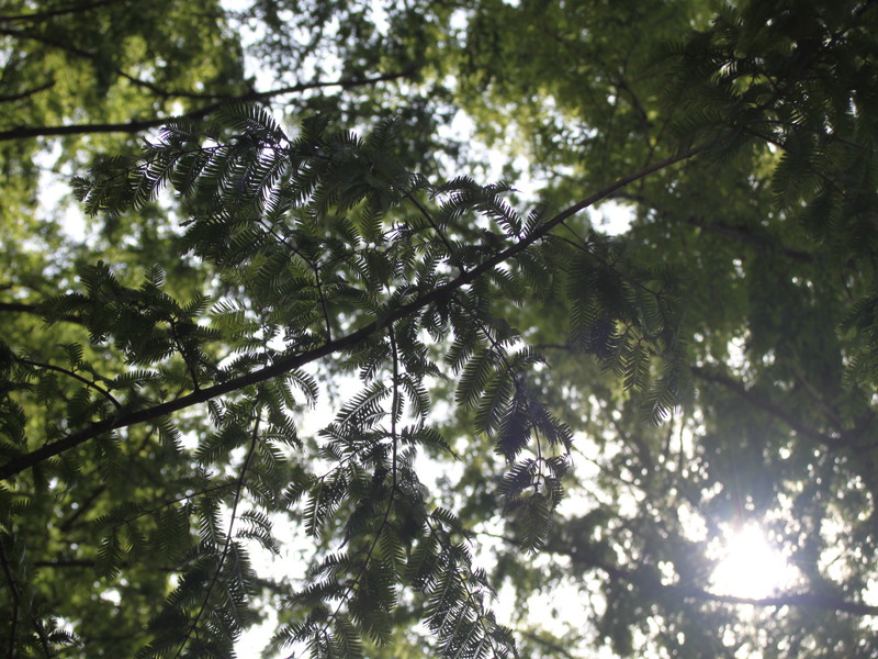 メタセコイアの木漏れ日2