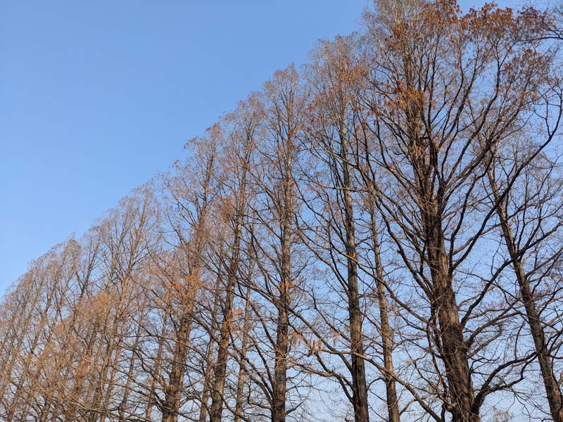 メタセコイアの枯れ木