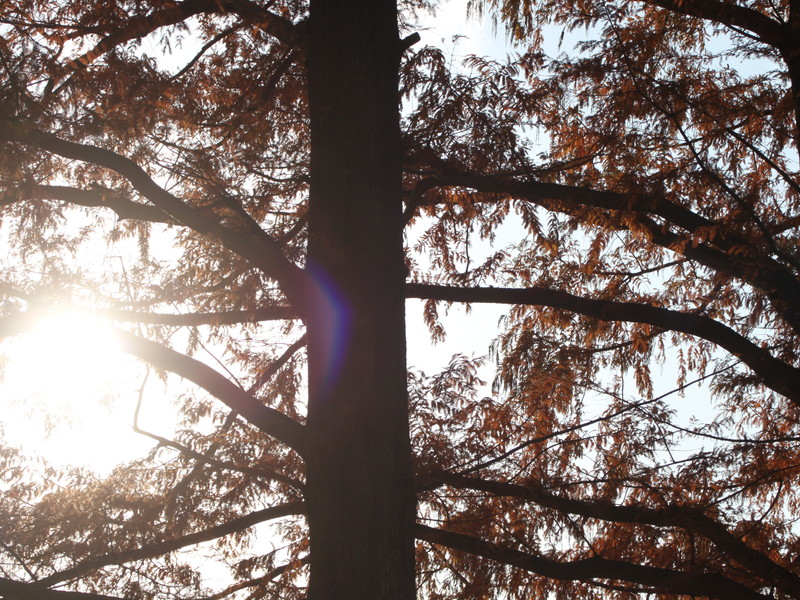 メタセコイアの紅葉と夕方の日差し