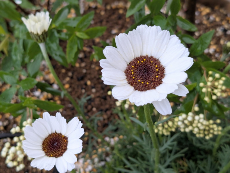 ローダンセマム