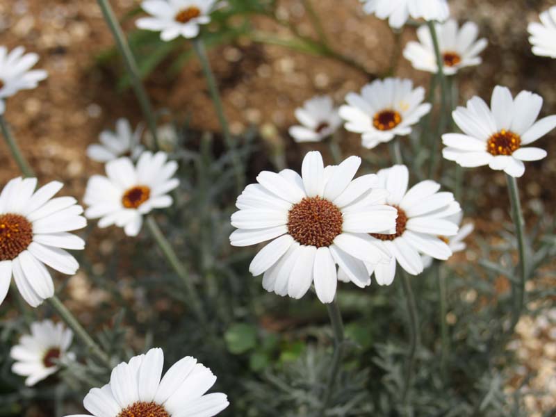 ローダンセマム3