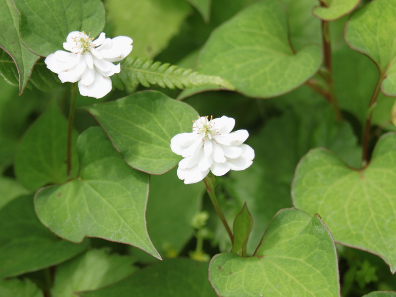 八重咲きドクダミ