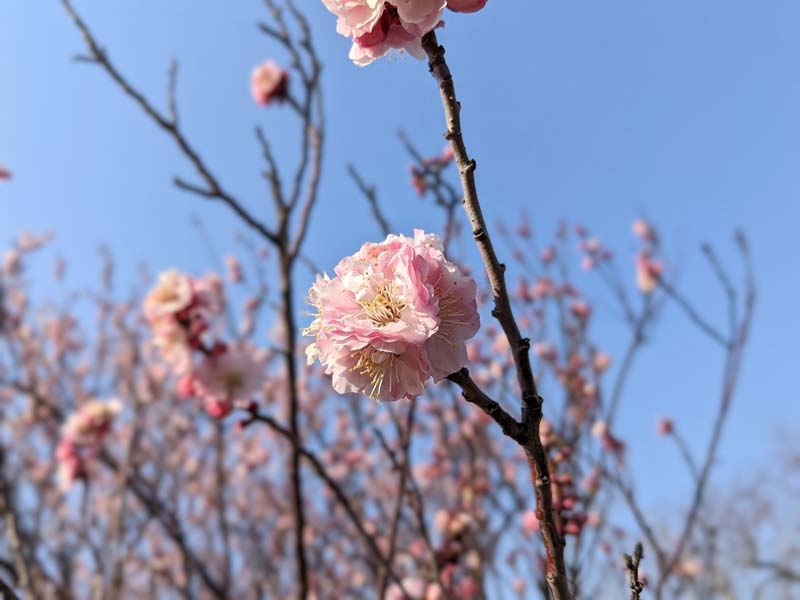八重咲きピンクの梅