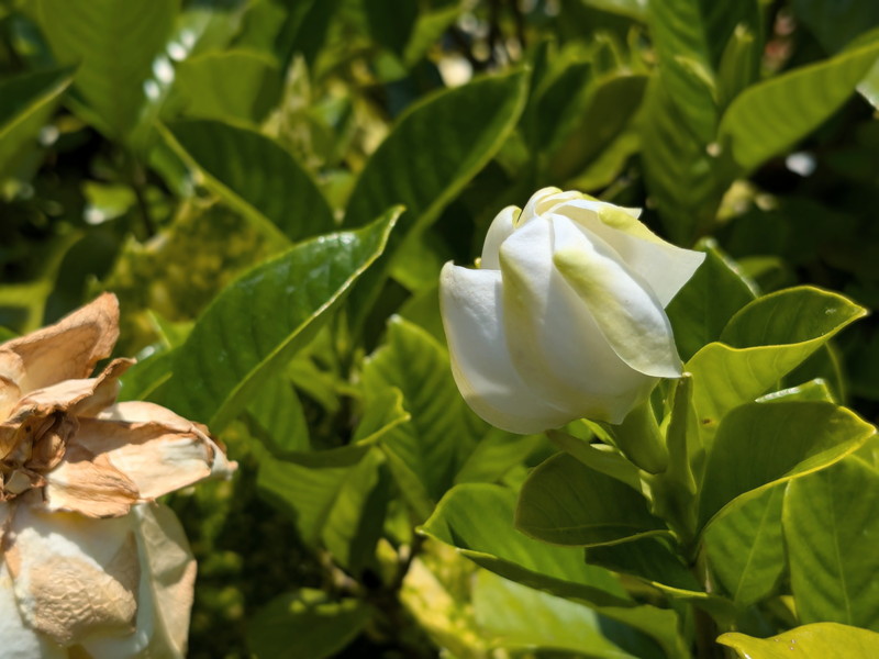 咲きかけのクチナシ