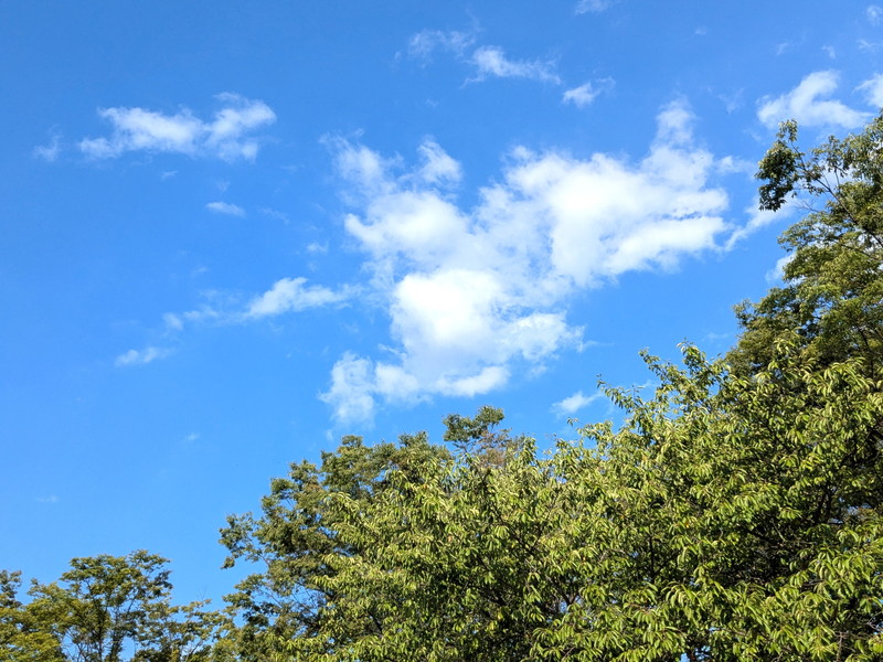 夏空と木々