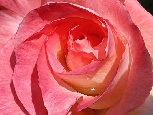 寄せたピンクのバラ
