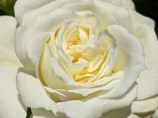 寄せた白いバラ