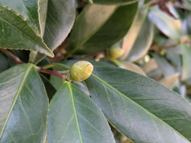 小さなツバキの蕾