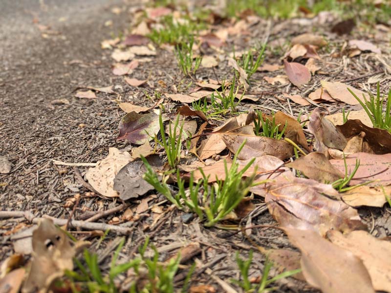 春の落ち葉と地面