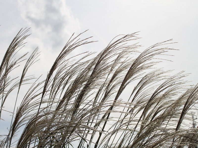 曇り空とススキ