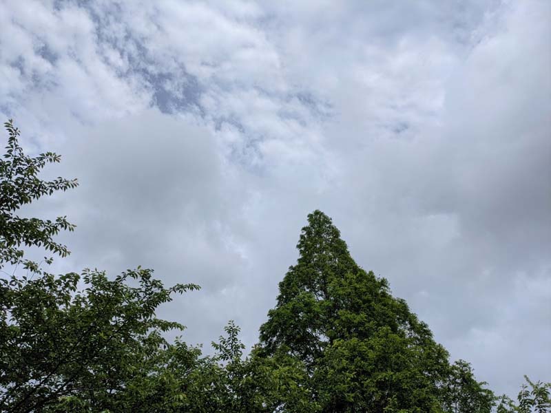 木と少し曇り空
