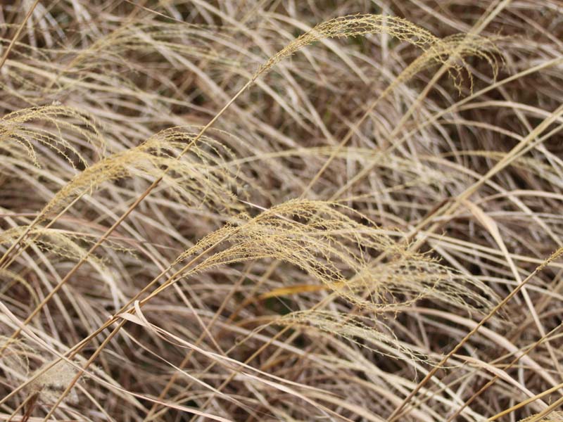枯れススキ