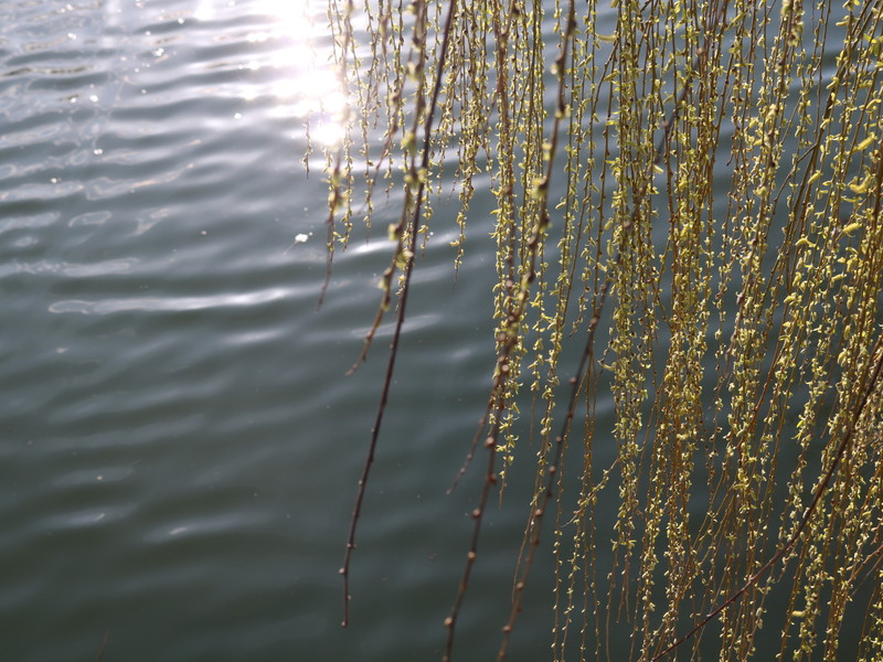 水面とヤナギ